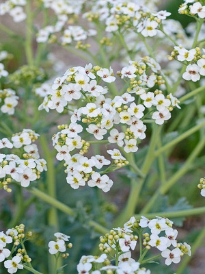 CRAMBE maritima